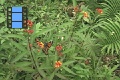 Scene 106_flighthss_Danaus plexippus megalippe flying around mikweed flower